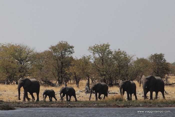 01204 - EtoElef - 0790