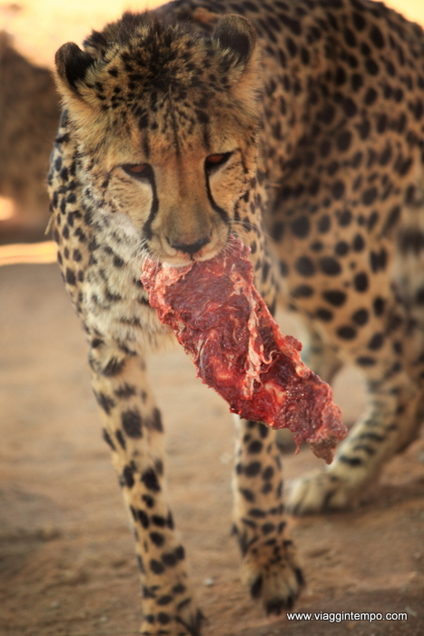 01A - 5d - Giaguari 009