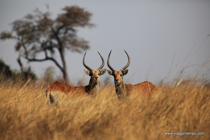 03 - 5D - Bwambwuata 007