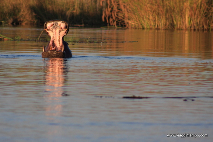 03 - D40 - Bwambwuata 115