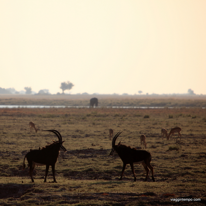 04B - 5D - Chobe 037