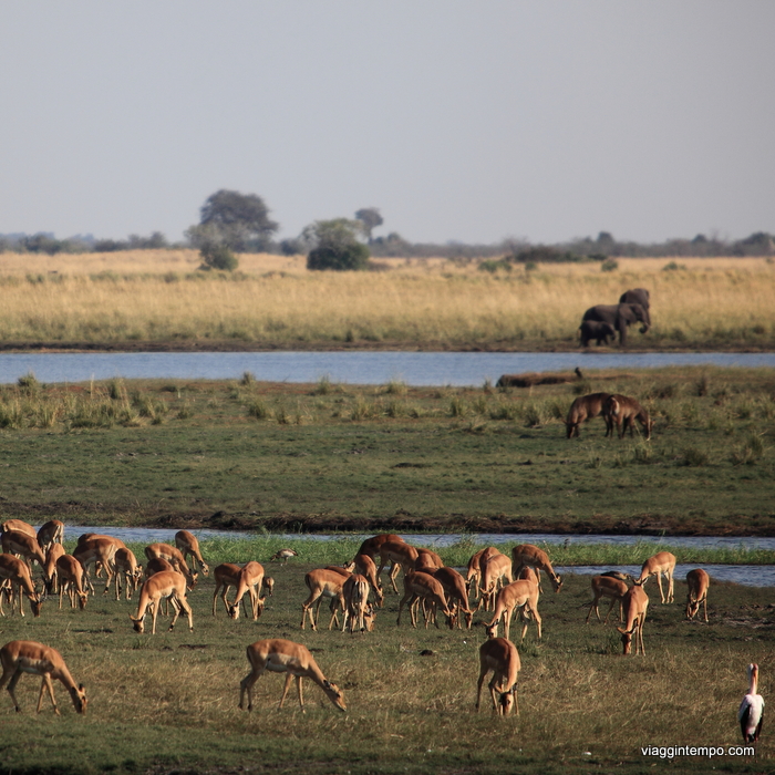 04B - 5D - Chobe 046