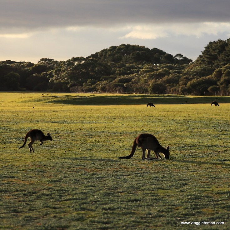 Kangaroo Island 20